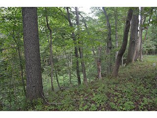 Property photo 5 - REAL ESTATE AUCTION - 8.75+/- ACRES OFFERED IN 2 TRACTS IN ALLEN COUNTY